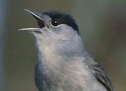 Betörender Gesang für Hörende: das Männchen der Mönchsgrasmücke (Foto: Jakub Stančo/Wikimedia).